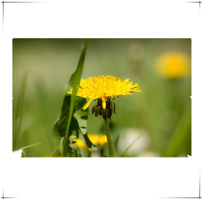 Third-party tests suggest dandelion rubber may be hypoallergenic